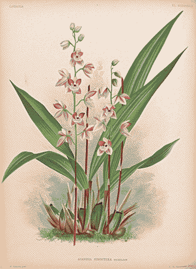 Plant and inflorescence of Koellensteinia ionoptera (as Aganisia ionoptera).