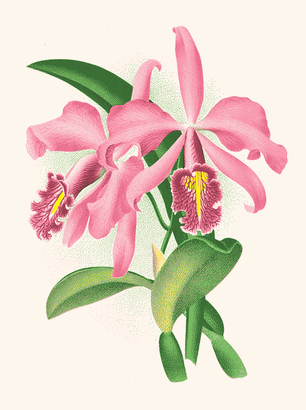 Illustration of Cattleya maxima