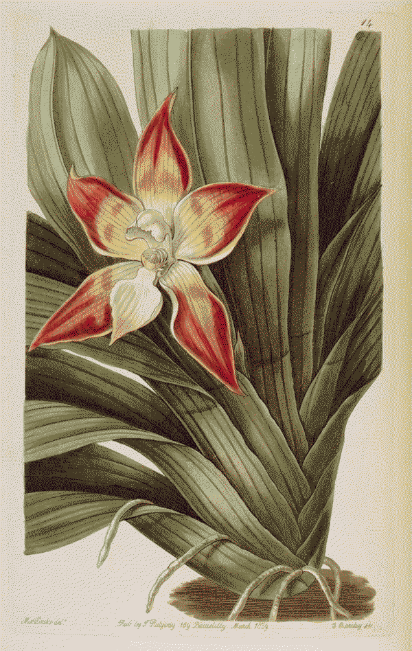 An illustration of Huntleya melagris.