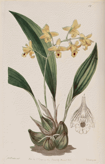 An illustration of the flower and vegetative parts of Bifrenaria (Maxillaria) vitellina.