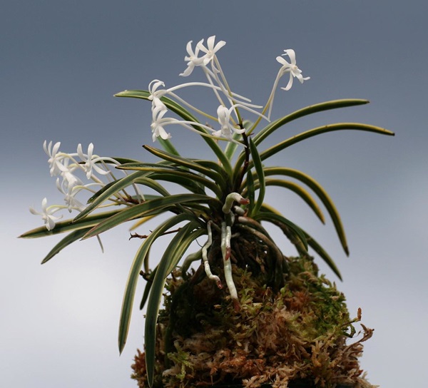 Plant grown in cultivation, in flower, in a ball of moss (苔玉, kokedama).