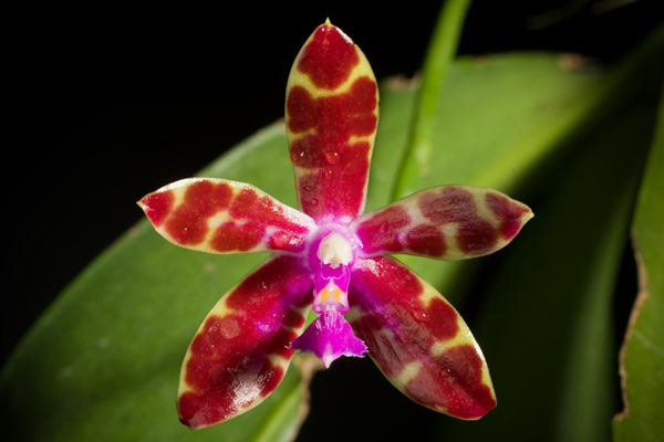 Phalaenopsis bastianii flower and foliage in Nueva Vizcay, Luzon, Philippines