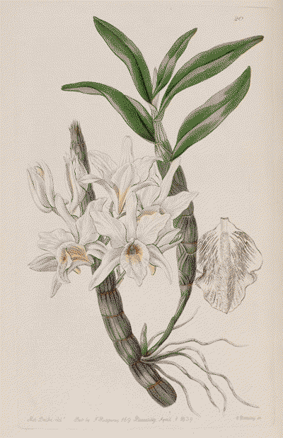 Illustration of Dendrobium heterocarpum (as Dendrobium aureum var. pallidum) plant and flower.