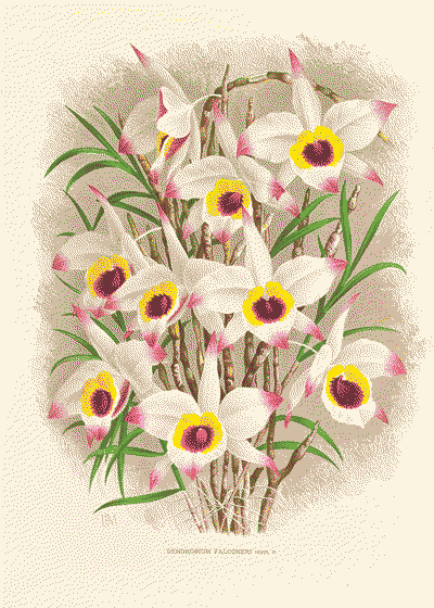 Dendrobium falconeri, flowers and plant.