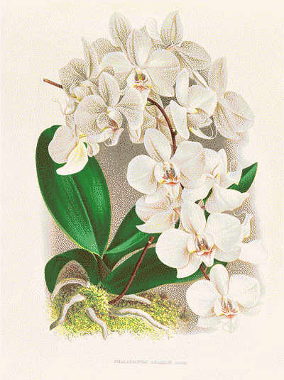 An illustration of Phalaenopsis amabilis in bloom.